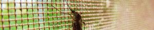 Mückenschutz Tischlerei Potsdam Berlin